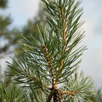 Scots Pine
